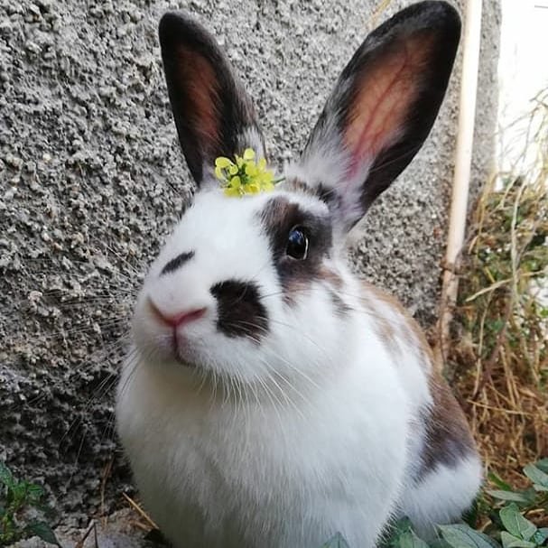 Instagram Profilbild von channel.bunny