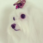 Instagram Profilbild von lucy_dt