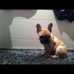 Instagram Profilbild von liiisa