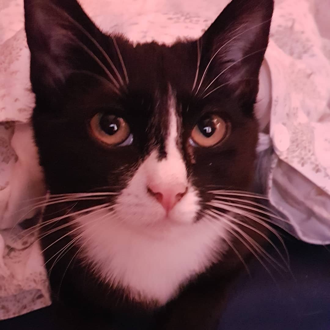 Instagram Profilbild von mullet.thomas