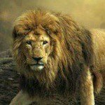 Instagram Profilbild von leon_macho