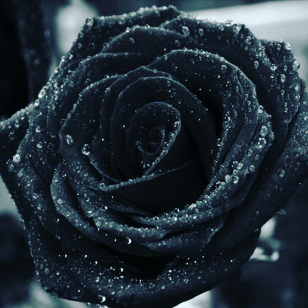 Instagram Profilbild von sxphxe.e