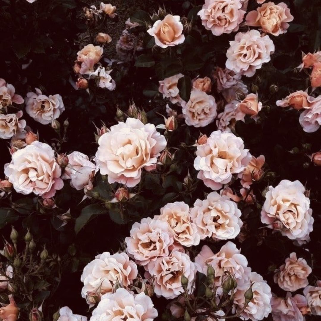 Instagram Profilbild von chiara.st