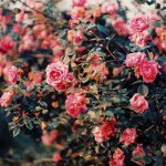 Instagram Profilbild von 37melissa