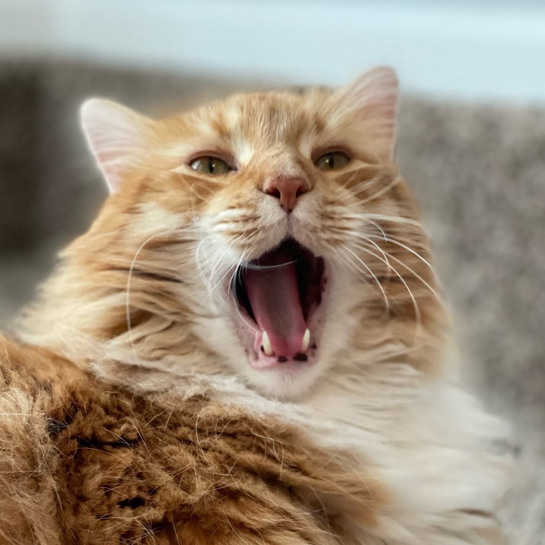 Instagram Profilbild von grze