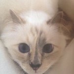 Instagram Profilbild von filizbl