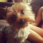 Instagram Profilbild von sophie_tho