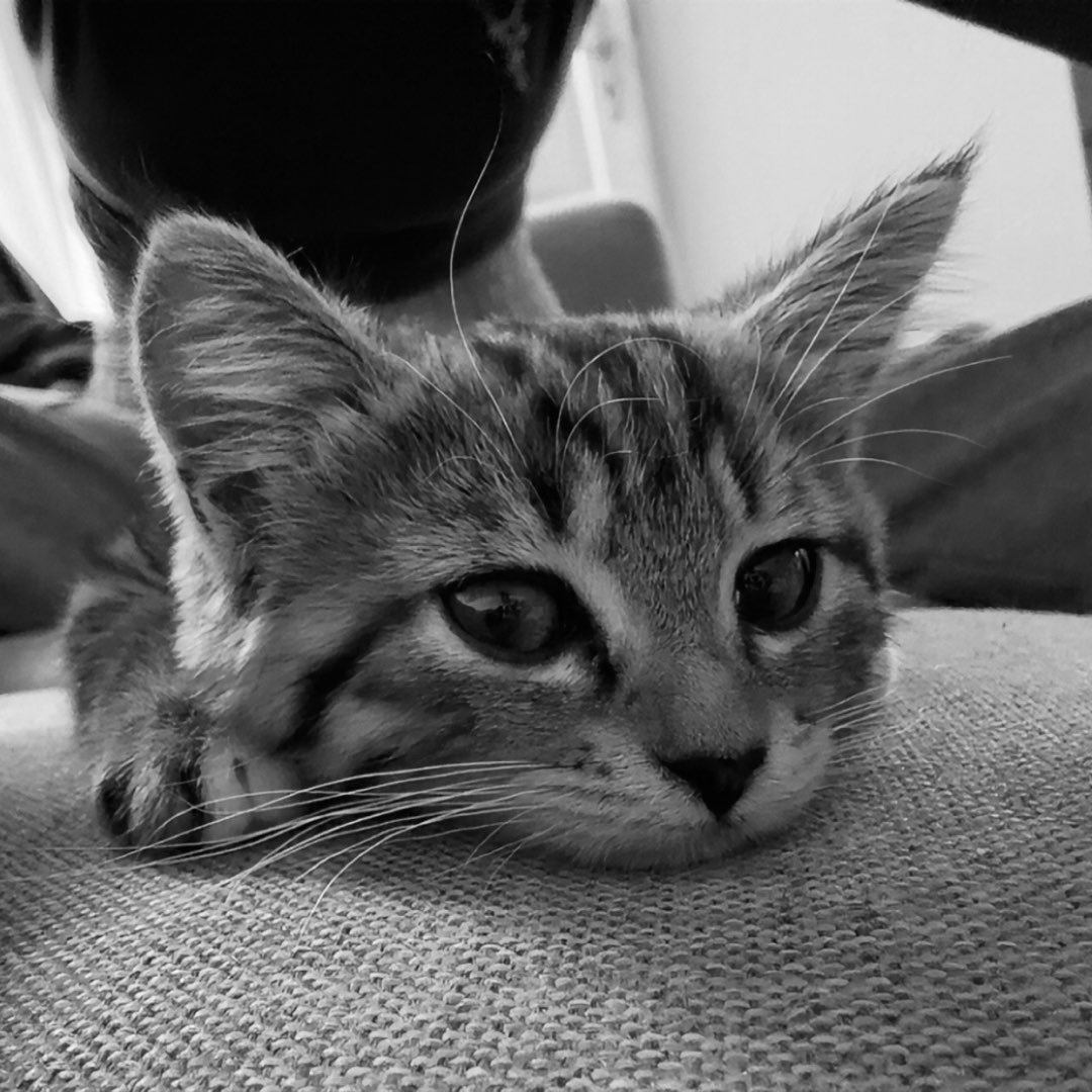 Instagram Profilbild von salomea_mariee