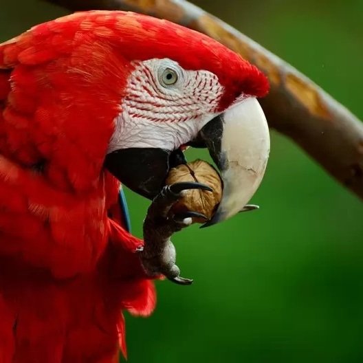 Instagram Profilbild von birds_perfection