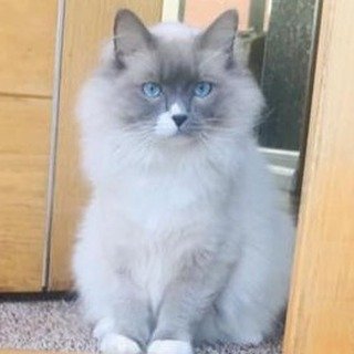 Instagram Profilbild von ghost_ragdoll