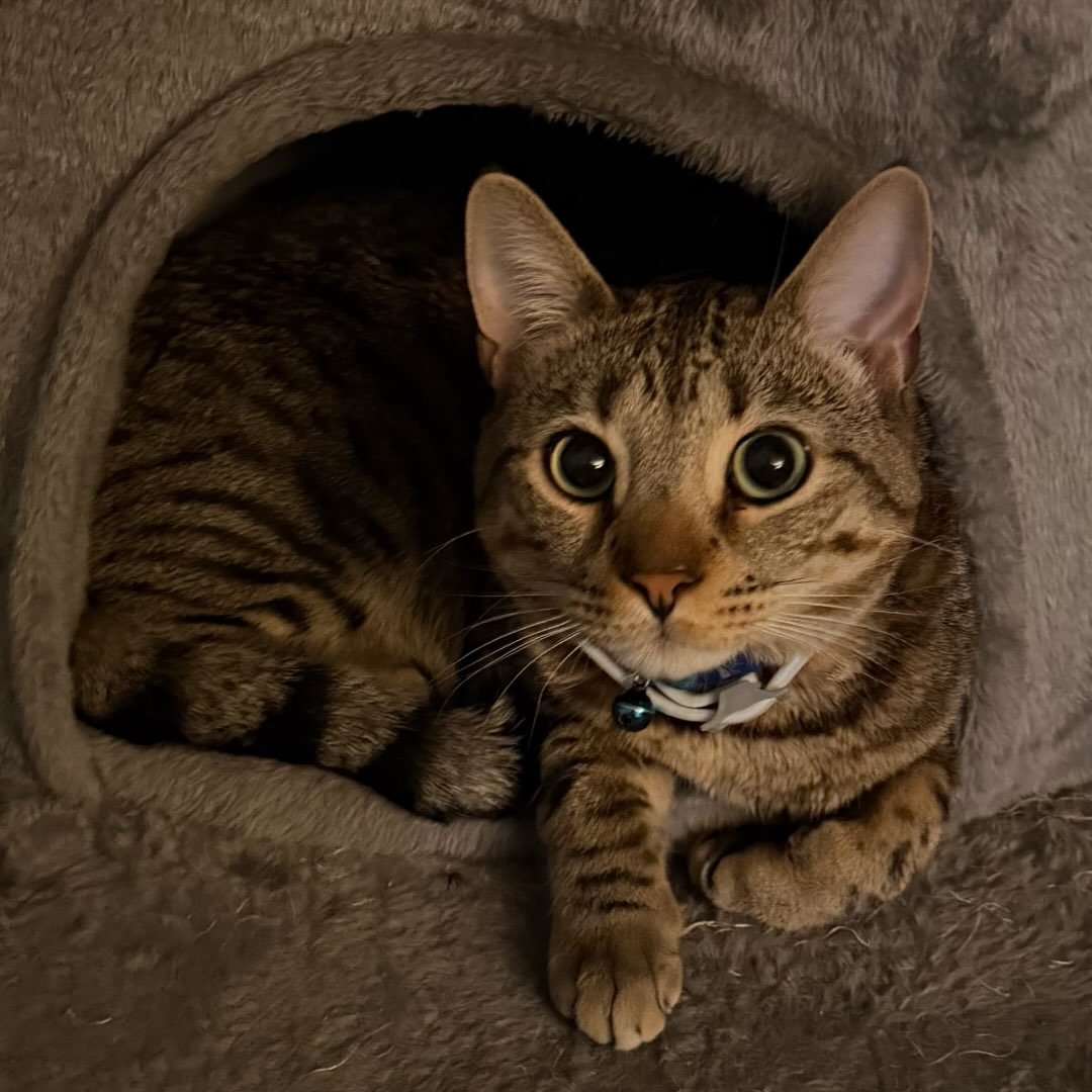 Instagram Profilbild von pro