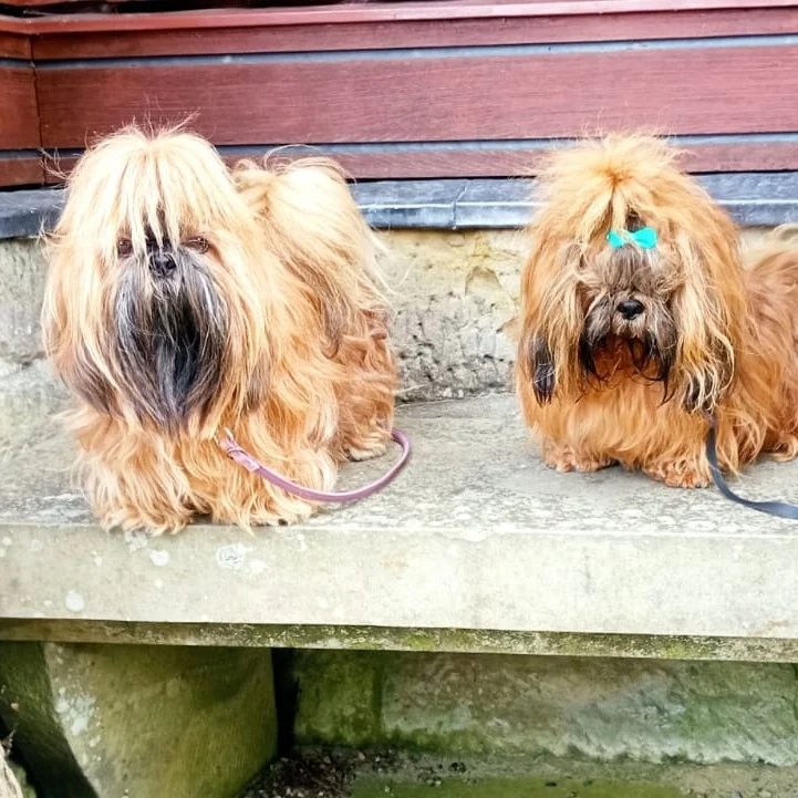 Instagram Profilbild von shih_tzu_yoshi21