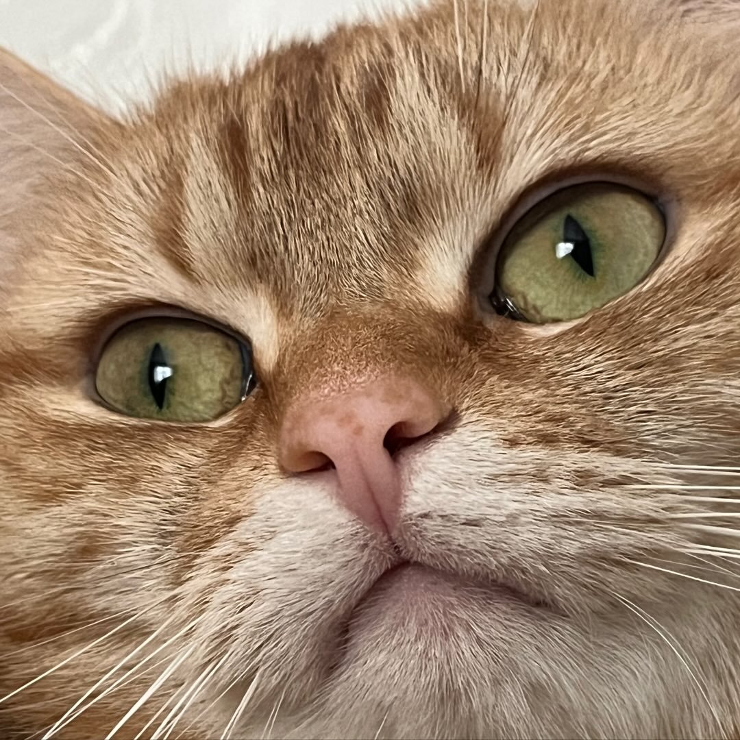 Instagram Profilbild von cardcaptorayse