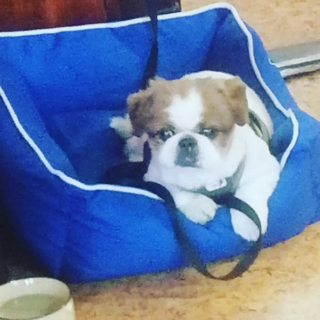Instagram Profilbild von suzakrk