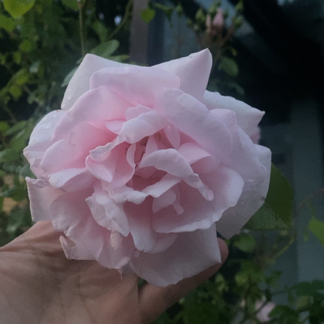 Instagram Profilbild von zehra.drg