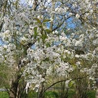 Instagram Profilbild von bebellema