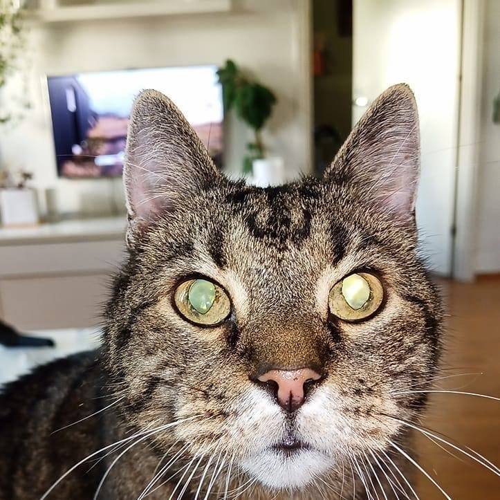 Instagram Profilbild von perpah