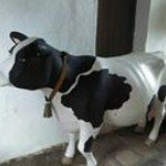 Instagram Profilbild von sind