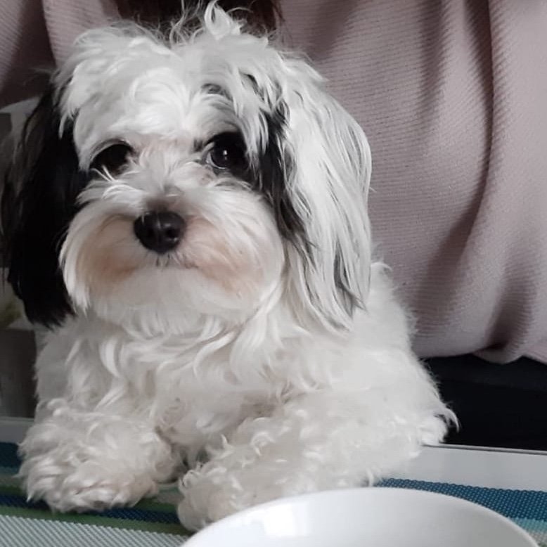 Instagram Profilbild von lunaathemaltipoo