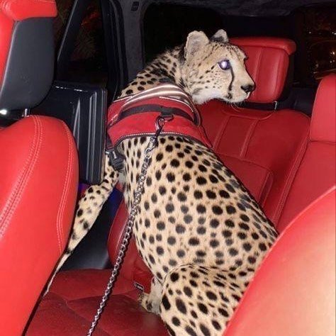 Instagram Profilbild von 4czaar
