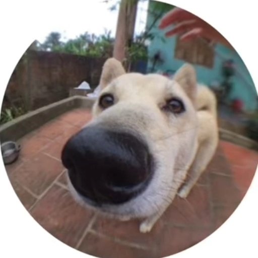 Instagram Profilbild von petio.ivnv
