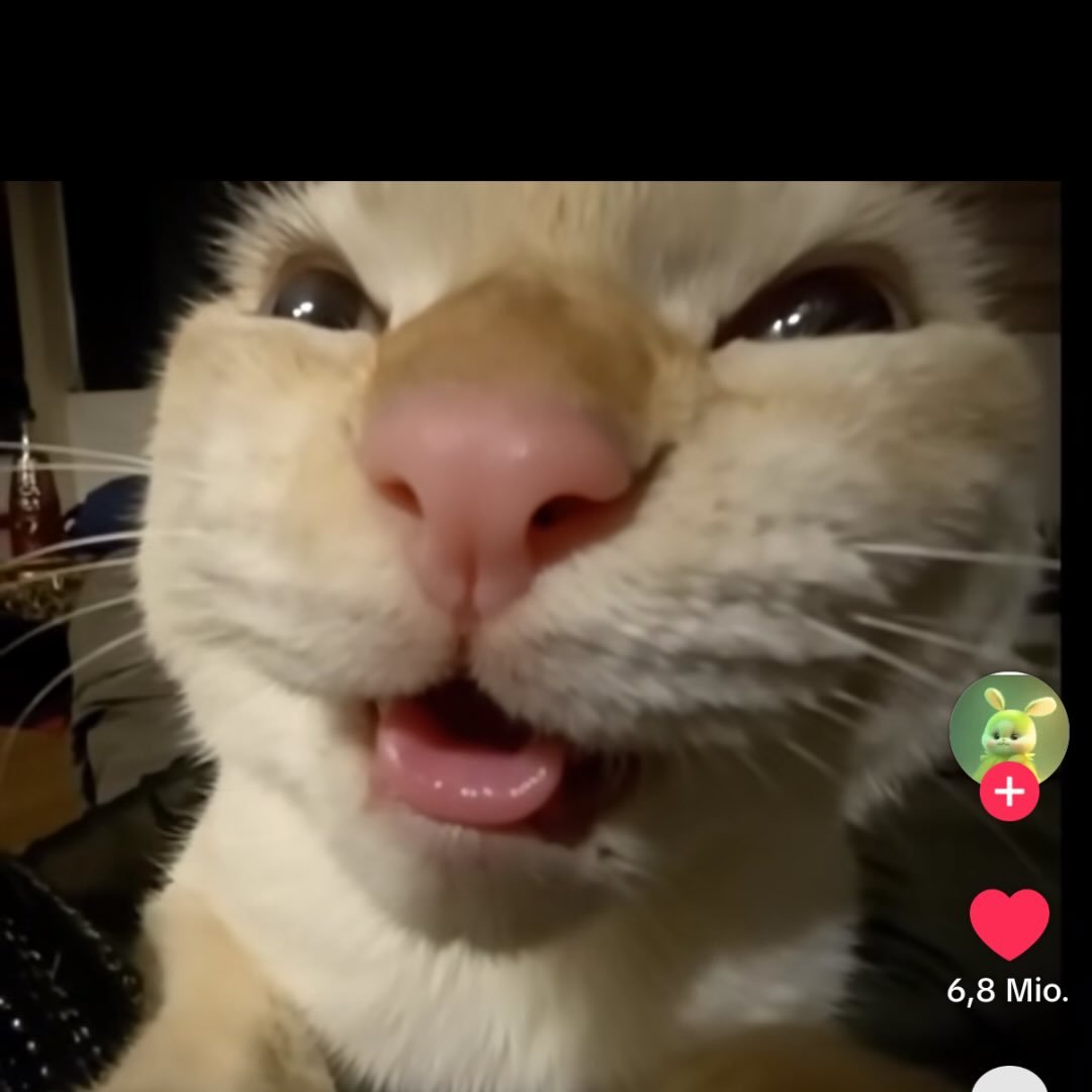 Instagram Profilbild von toavsnou