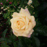 Instagram Profilbild von kvinva