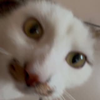 Instagram Profilbild von honolulubeanbag