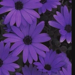 Instagram Profilbild von joury_abh