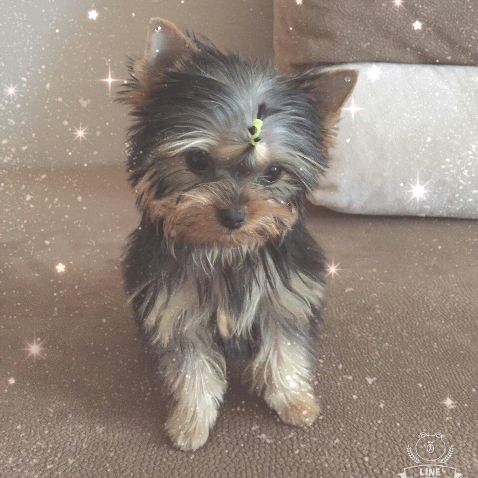 Instagram Profilbild von d1annka