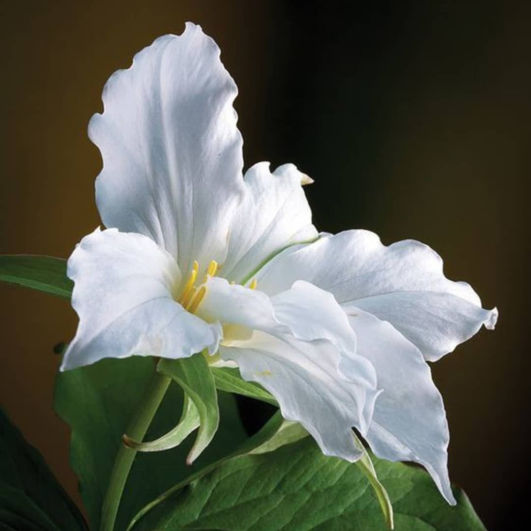 Instagram Profilbild von 297_elena
