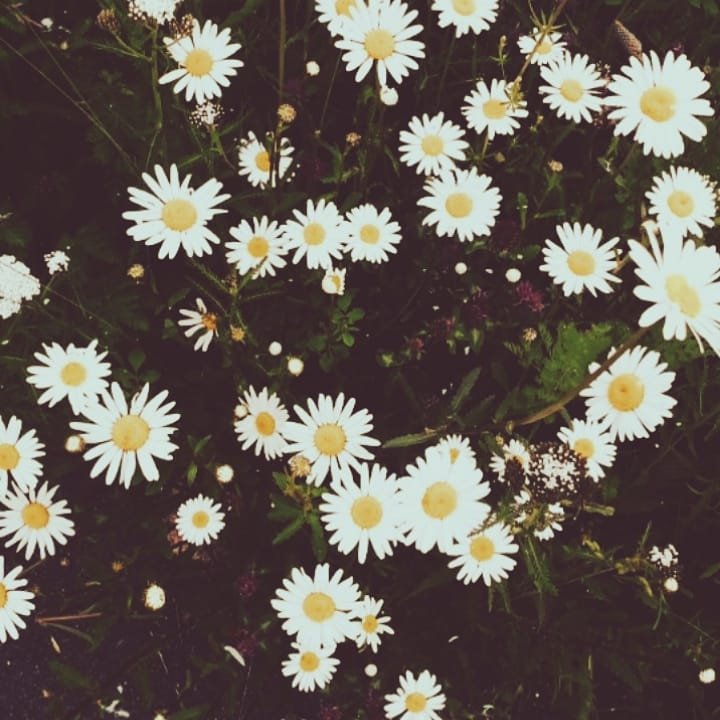 Instagram Profilbild von emii.lyyy
