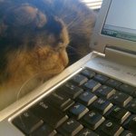 Instagram Profilbild von catp