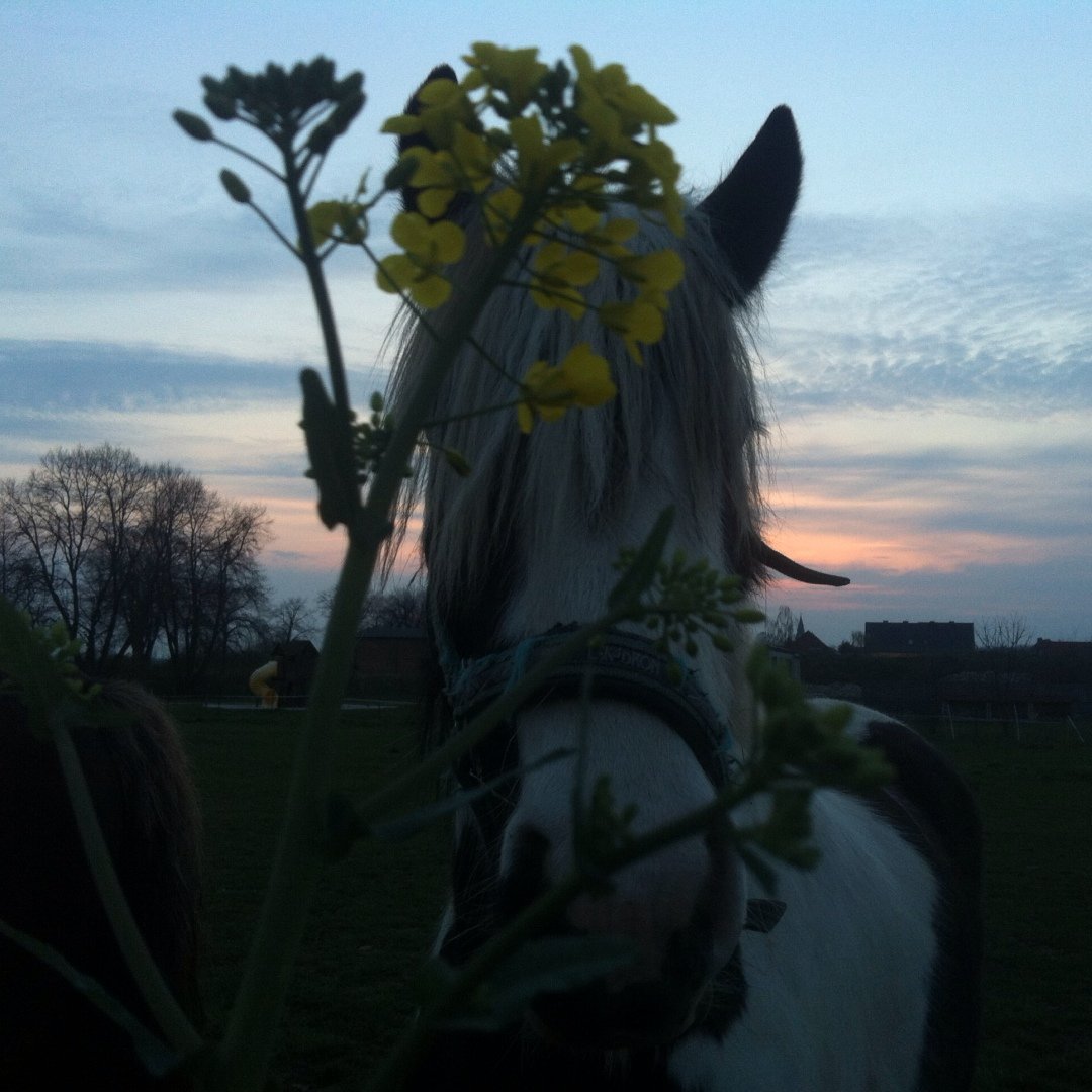 Instagram Profilbild von sxna._